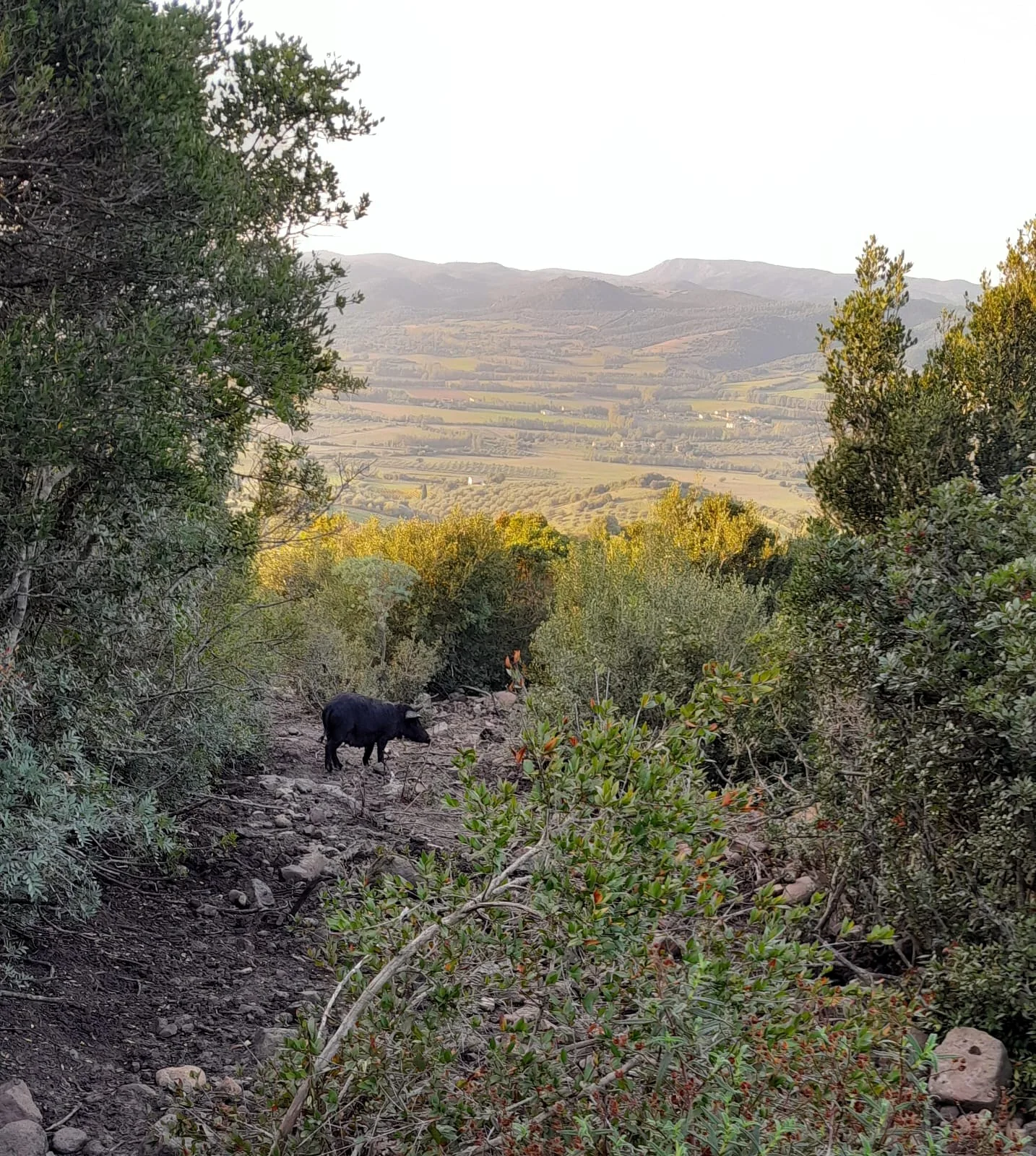 Suino di Razza Sarda al pascolo tra macchia mediterranea e paesaggio sardo